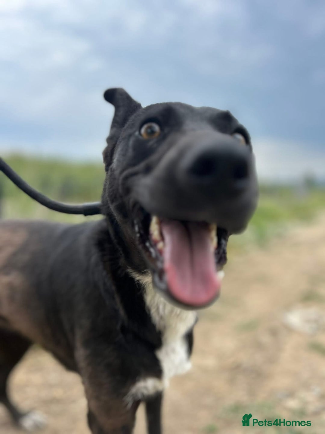 Mixed Breed dogs for adoption: Bethany -Norwich Norfolk  - Image 10