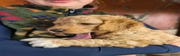 Labradoodle dogs for sale: Beautiful Miniature Labradoodle Puppies for Sale - Advert 21