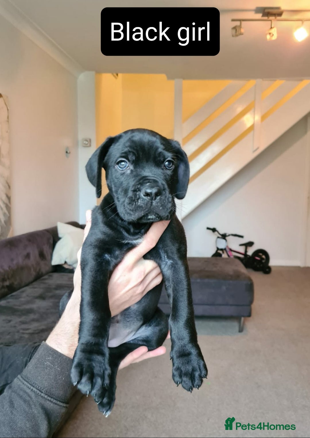 Cane Corso dogs for sale: Outstanding champion bloodline Cane Corso's - Advert 18