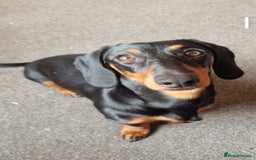 Dachshund dogs for sale: (Rescue) Black and tan dachshund - Image 4
