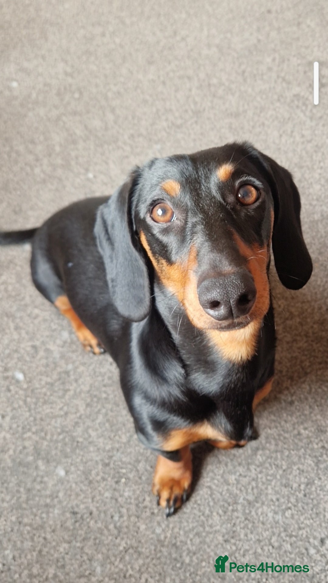 Dachshund dogs for sale: (Rescue) Black and tan dachshund - Image 4