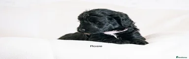 Rosie