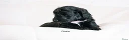Labradoodle dogs for sale: Multi Gen Mini Labradoodle Puppies in Peebles - Advert 12