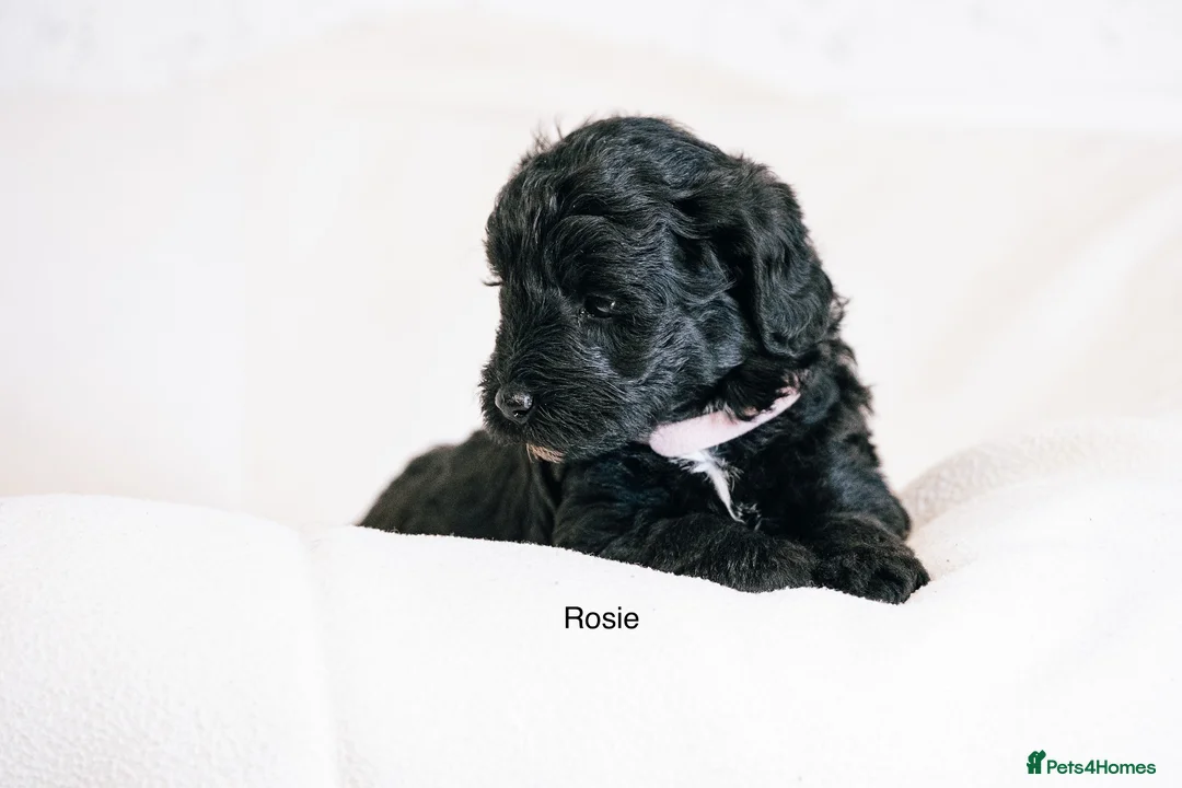Labradoodle dogs for sale: Multi Gen Mini Labradoodle Puppies in Peebles - Advert 12