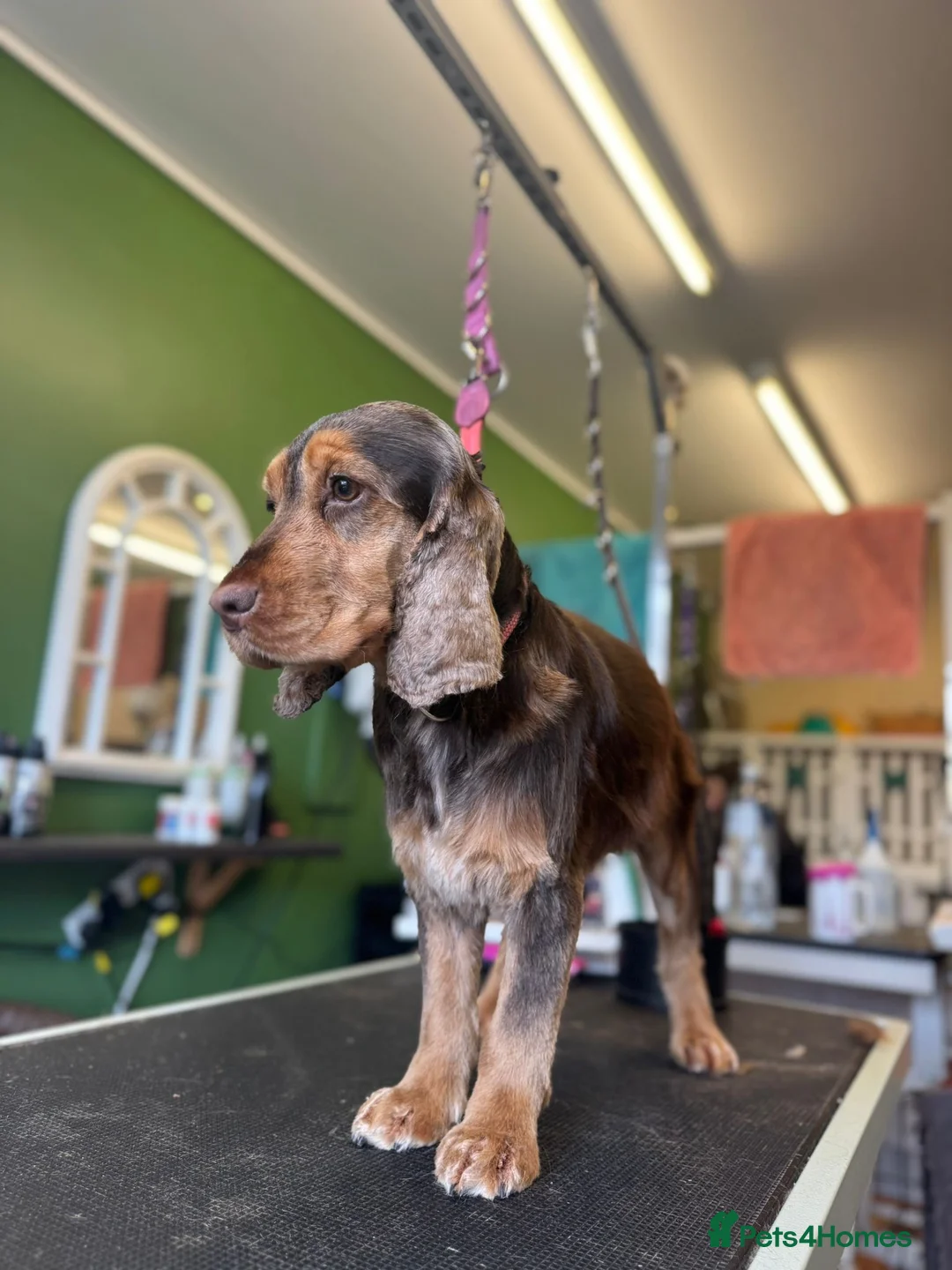 Cocker Spaniel dogs for sale: Show line cocker spaniel puppies - Advert 2