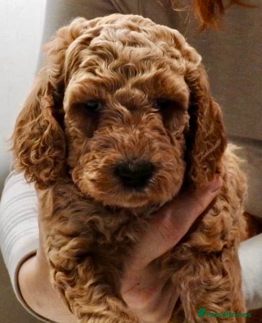 Mixed Breed dogs Irish doodle x Poodle Pointer puppies. Stunning!!! - Advert 3