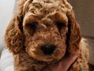 Mixed Breed dogs Irish doodle x Poodle Pointer puppies. Stunning!!! - Advert 13