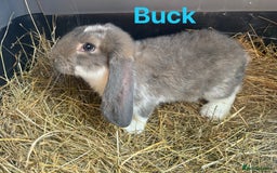 French Lop rabbits for sale: French Lop Bucks and Does READY NOW!! - Image 10