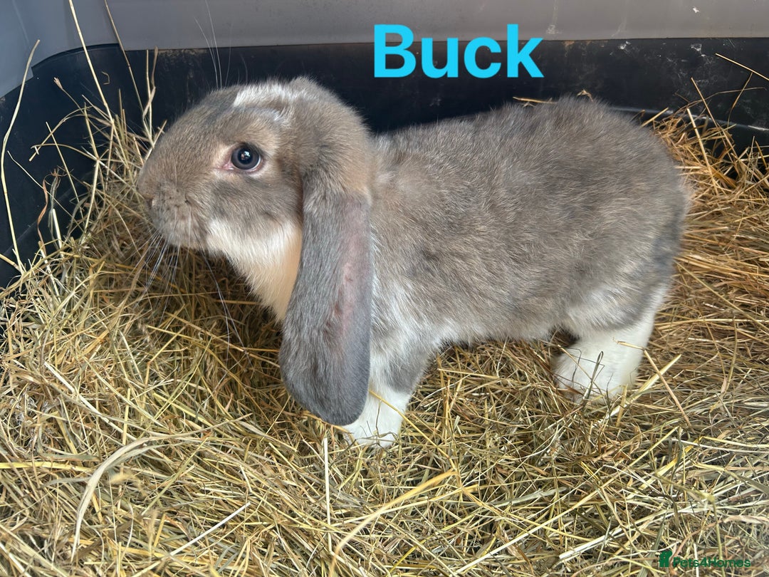 French Lop rabbits for sale: French Lop Bucks and Does READY NOW!! - Image 10