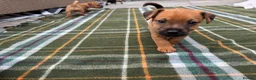 Patterjack dogs for sale: Patterjack puppy’s looking for loving home  - Advert 10
