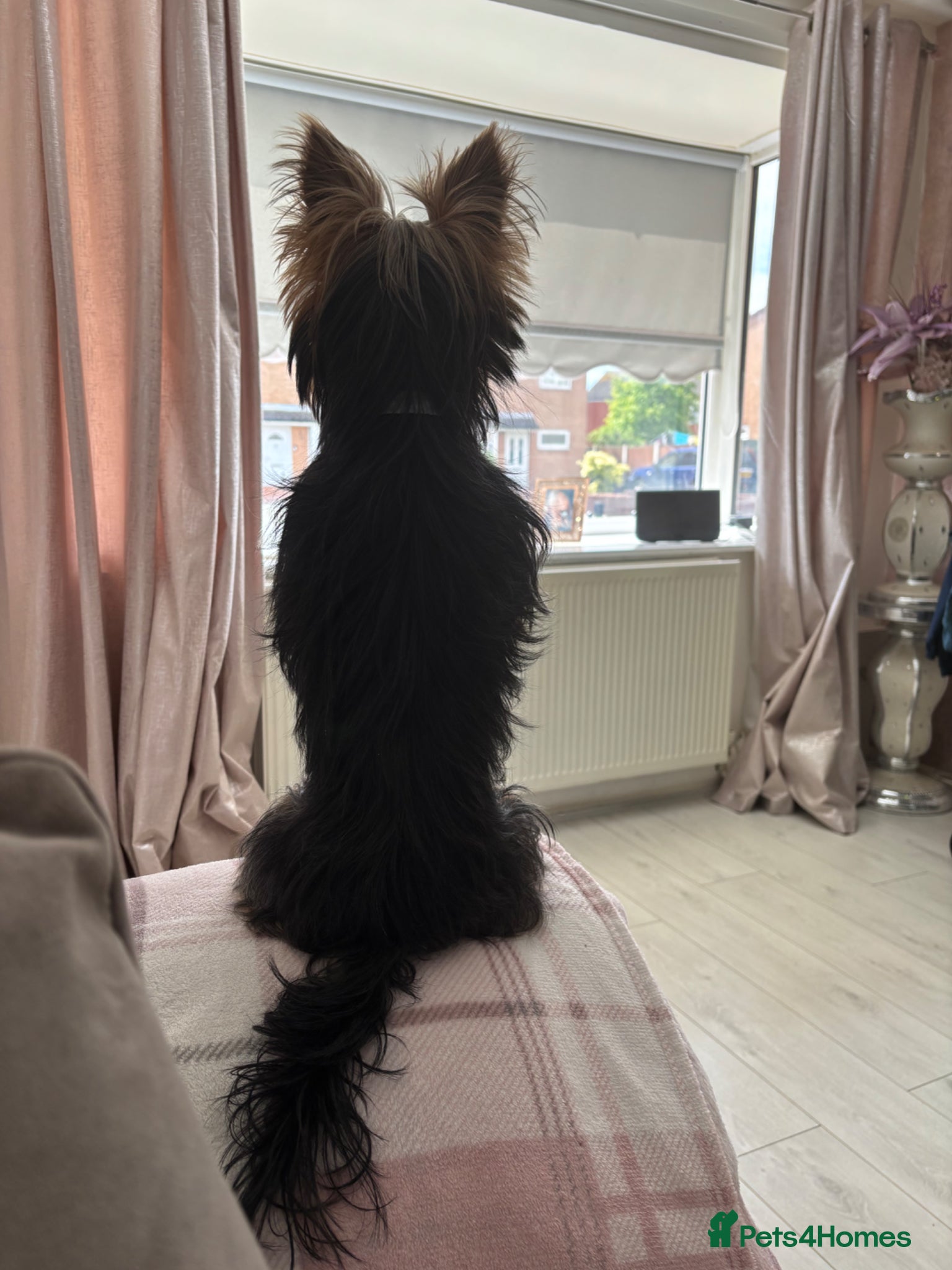 Yorkshire Terrier dogs 18 month old boy miniature Yorkshire terrier  - Advert 7