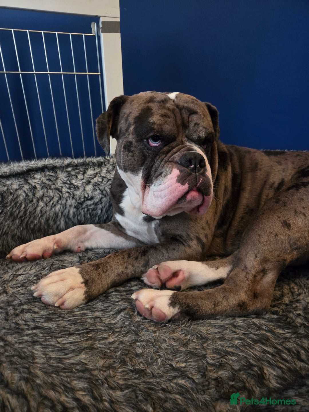 Olde English Bulldogge dogs for stud: NEBBR registered  - Advert 3