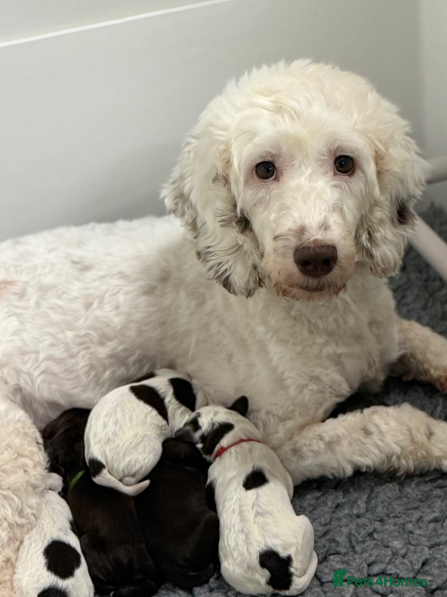 Mixed Breed dogs Miniature Mega Coat Schnockerpoo - Advert 2