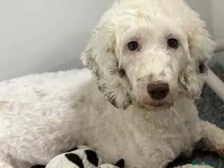 Mixed Breed dogs Miniature Mega Coat Schnockerpoo - Advert 2