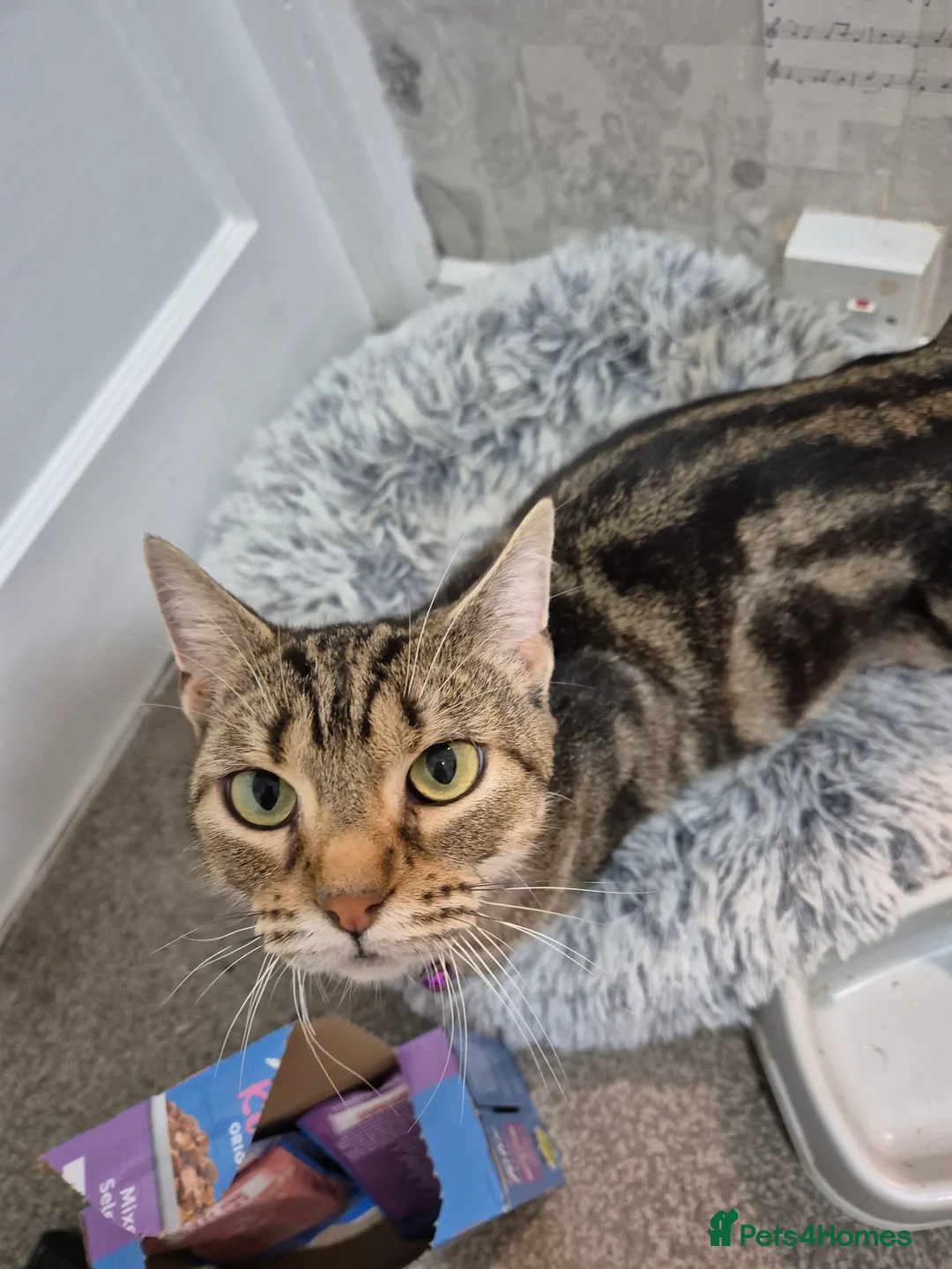 Bengal cats for sale: Beautiful Bengal girl needs a new home - Advert 1