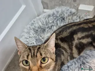 Bengal cats Beautiful Bengal girl needs a new home - Advert 1
