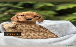 Cocker Spaniel dogs for sale: GORGEOUS SHOW TYPE SABLES COCKER SPANIAL PUPPIES - Image 9