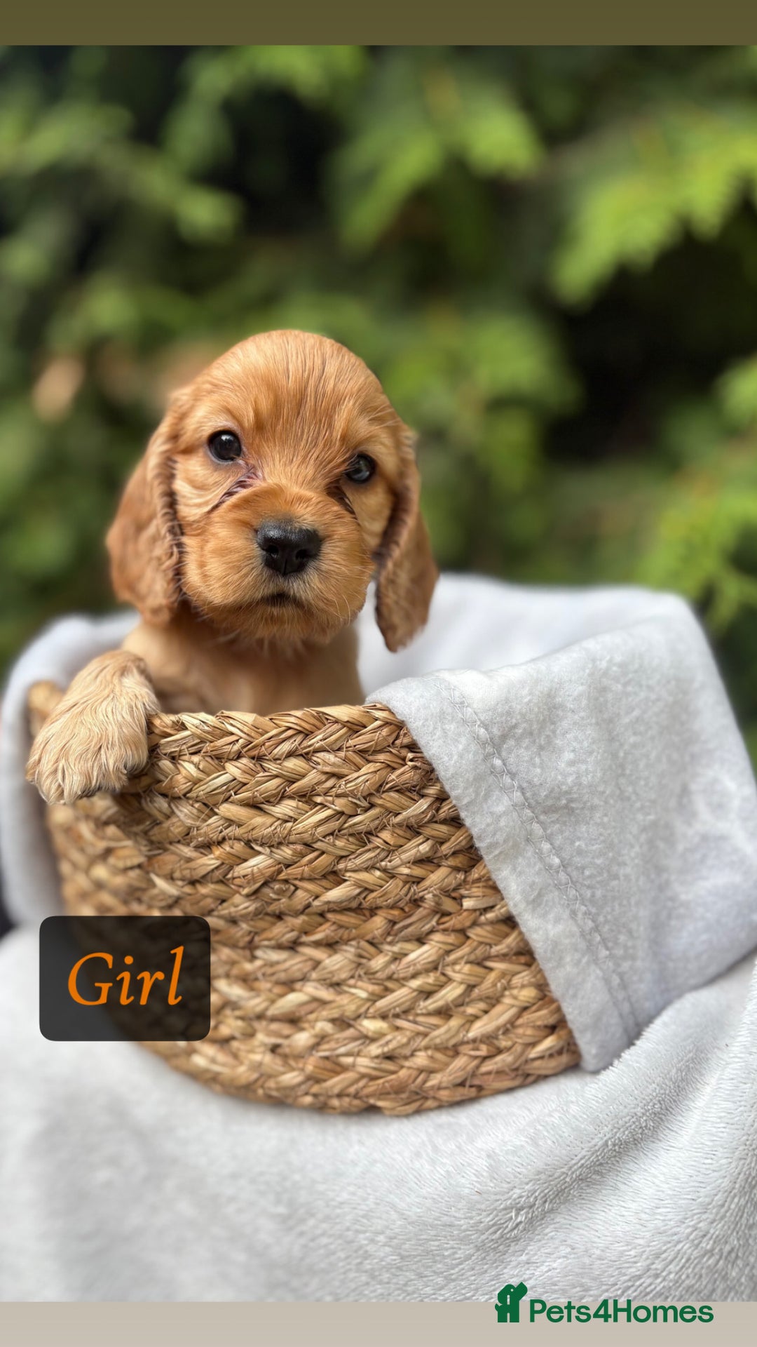 Cocker Spaniel dogs for sale: GORGEOUS SHOW TYPE SABLES COCKER SPANIAL PUPPIES - Image 9