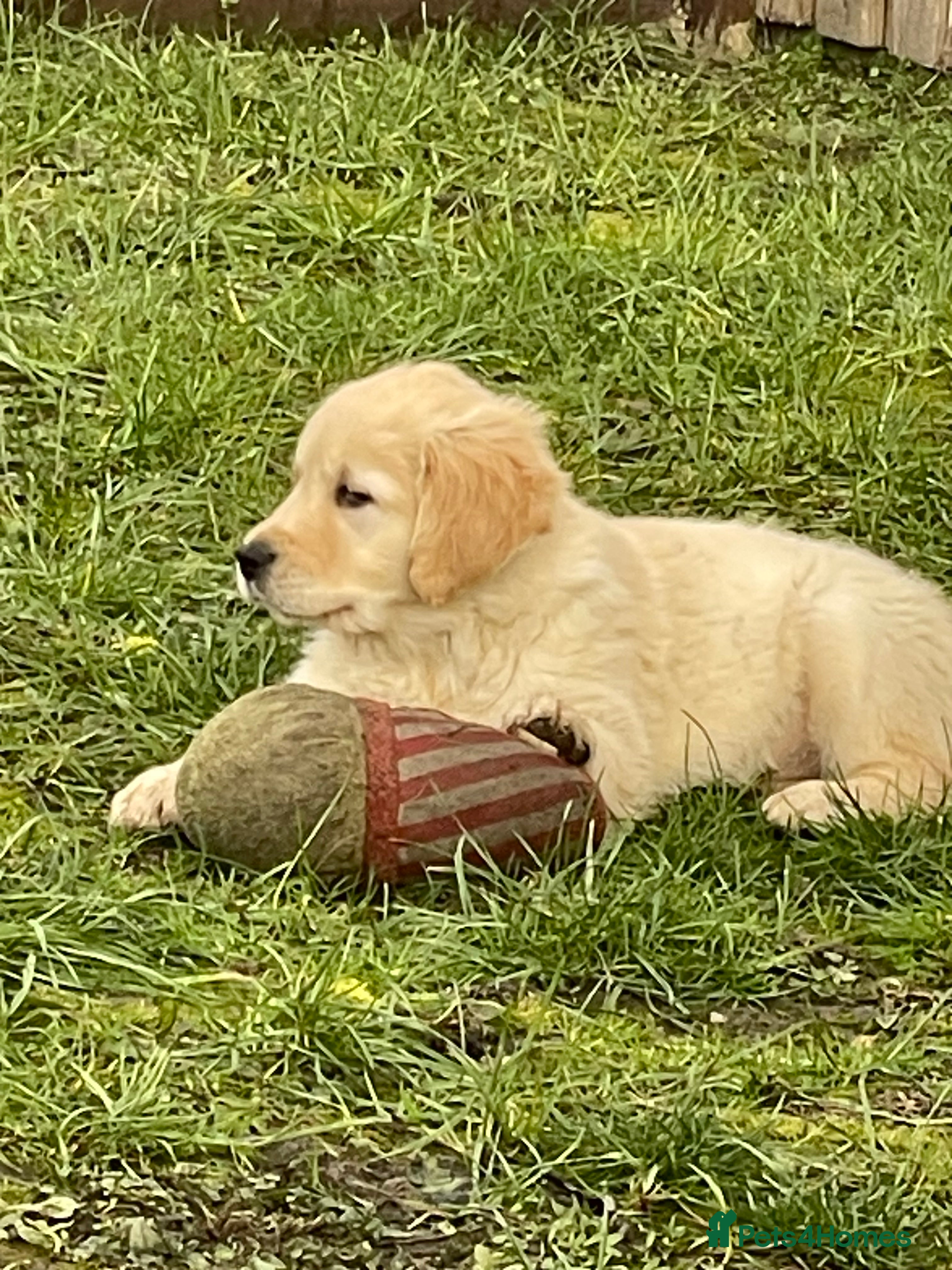 Golden Retriever dogs Stunning golden retriever puppies  - Advert 5