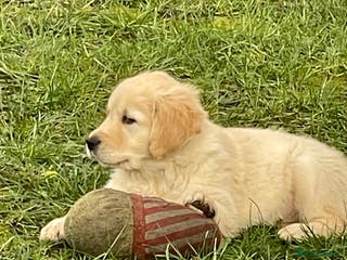 Golden Retriever dogs Stunning golden retriever puppies - Advert 6