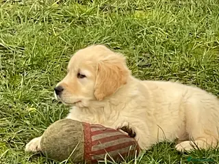 Golden Retriever dogs Stunning golden retriever puppies - Advert 13