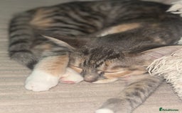 Scottish Fold cats for sale: Scottish Straight Kitten  - Image 4