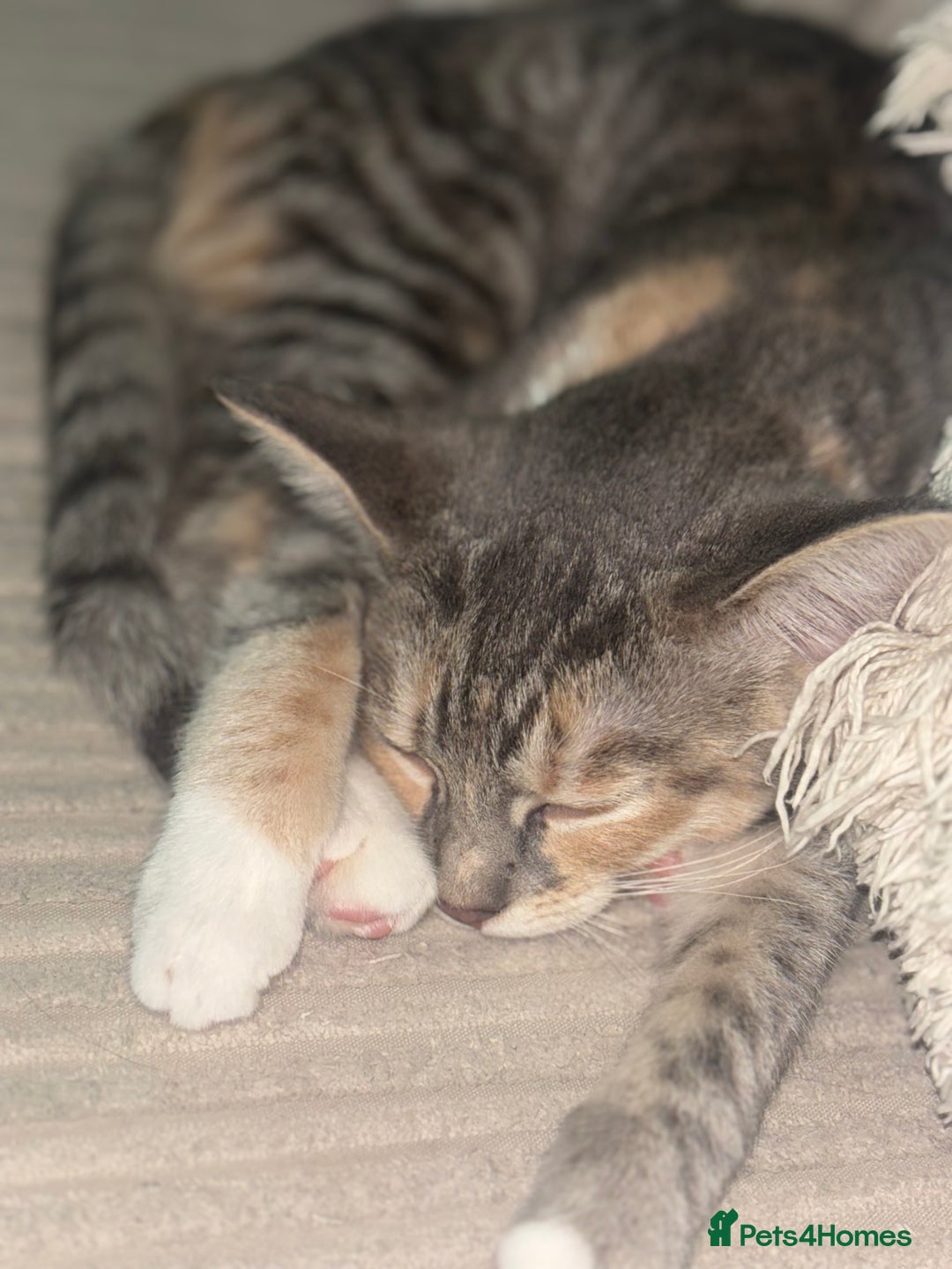 Scottish Fold cats for sale: Scottish Straight Kitten  - Image 4