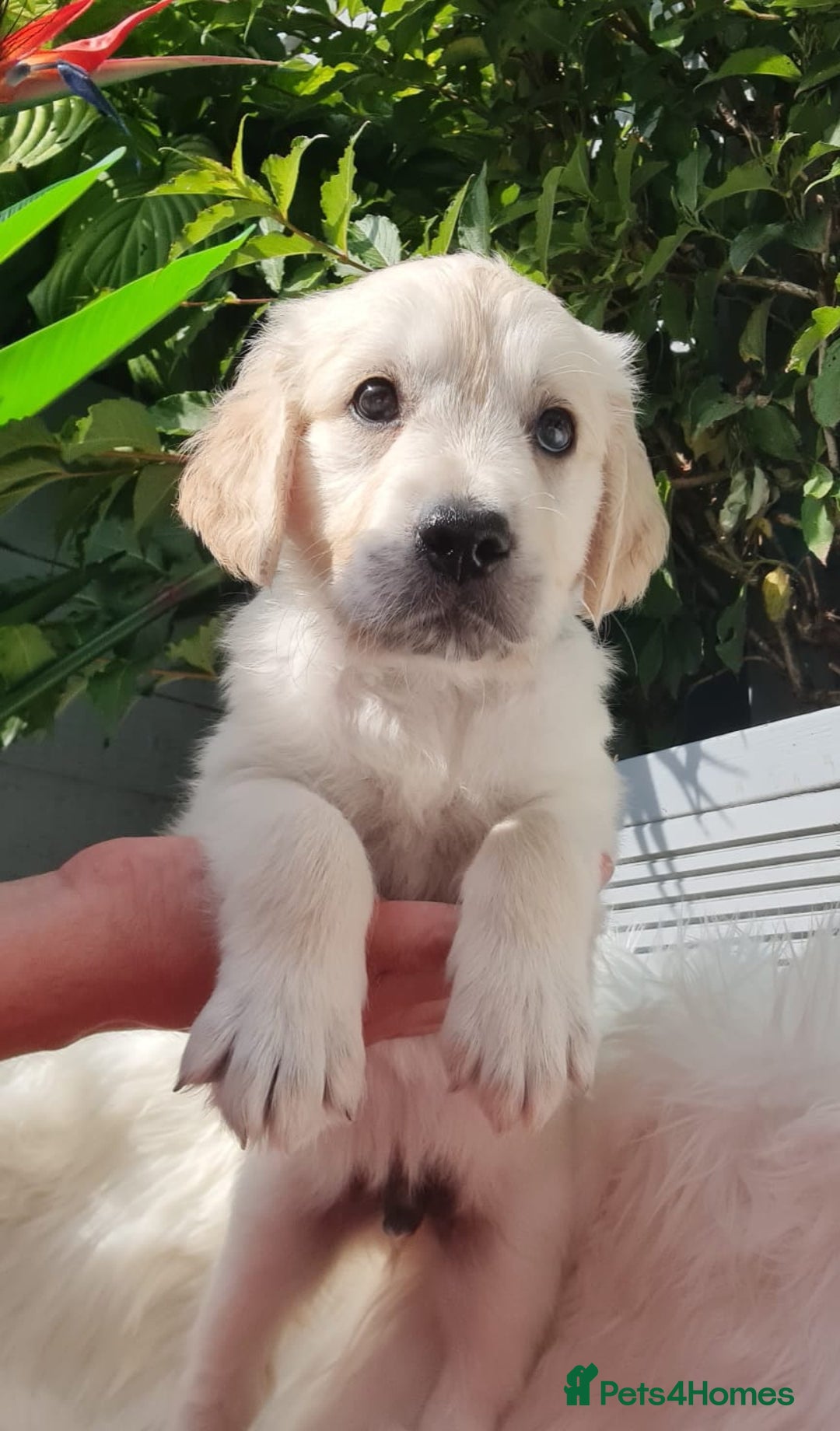Golden Retriever dogs for sale: Stunning Golden Retriever puppies  - Image 9