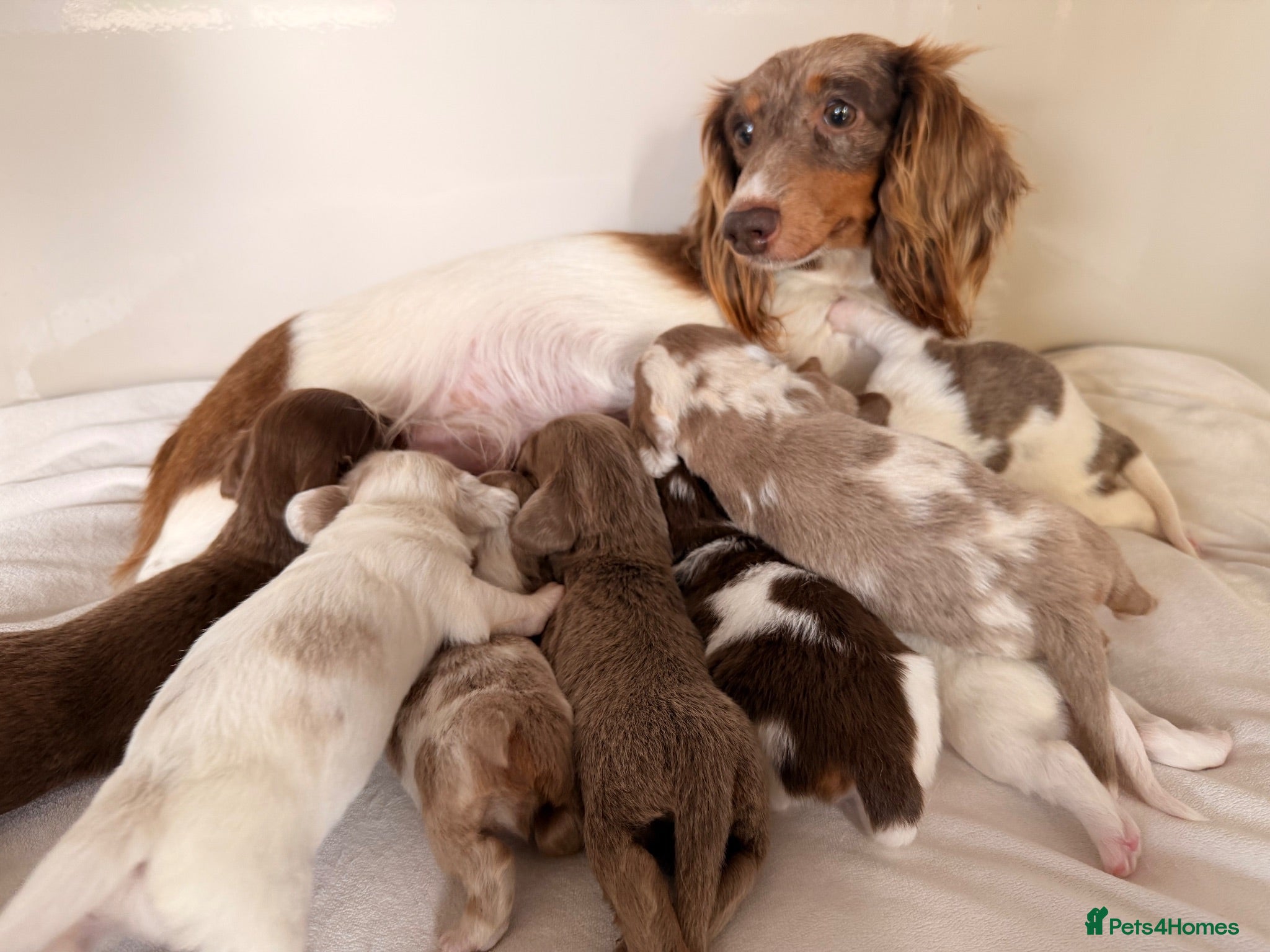 Miniature Dachshund dogs Adorable long haired miniature dachshund  - Advert 1