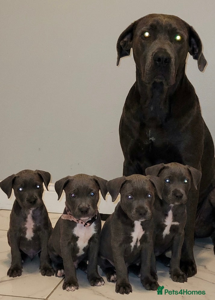 Cane Corso dogs Ready now  4 remaining cane corso pups 🐶  - Advert 1
