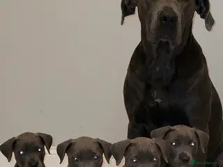 Cane Corso dogs Ready now 4 remaining cane corso pups 🐶 - Advert 16
