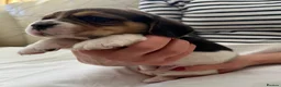 Beagle dogs for sale: Kc reg Charterwood /Davicard  Show winning    - Advert 8