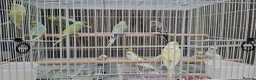 Mixed Breed birds for sale: Budgies for sale  - Advert 34