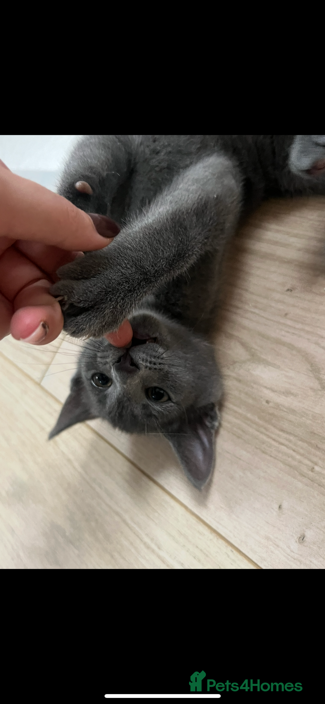 Siamese cats for sale: Beautiful Siamese-Linked Kittens Ready Soon 🐾🤎 - Advert 9