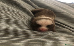 Mixed Breed dogs for sale: Pocket bully’s  - Image 2