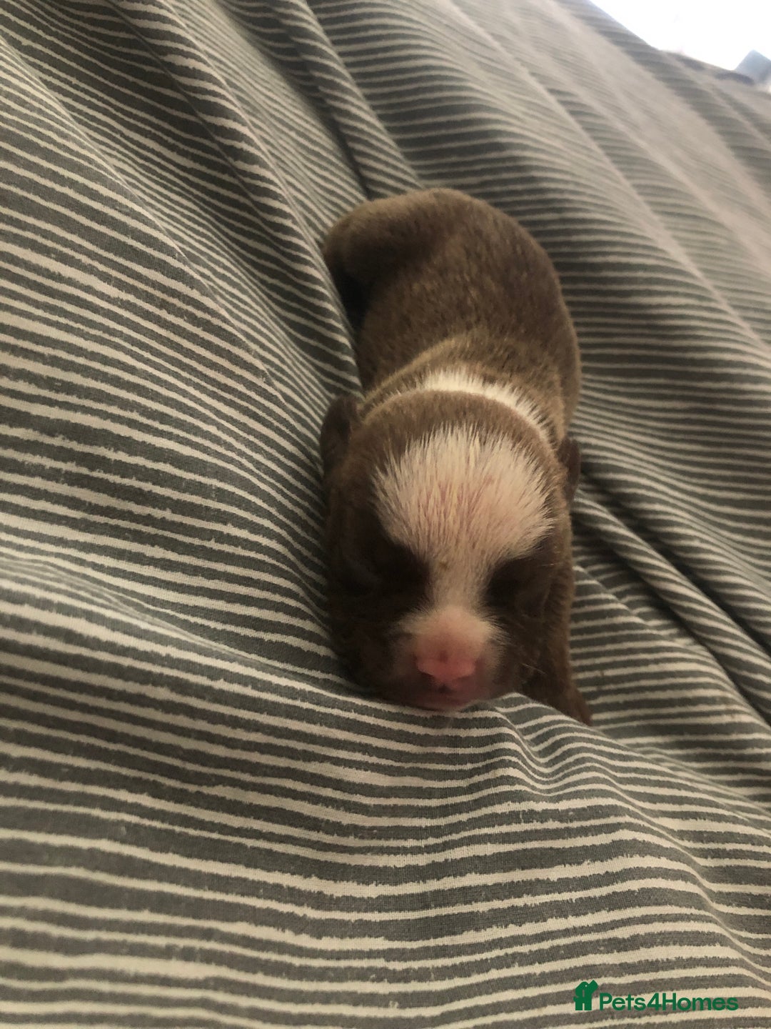 Mixed Breed dogs for sale: Pocket bully’s  - Image 2