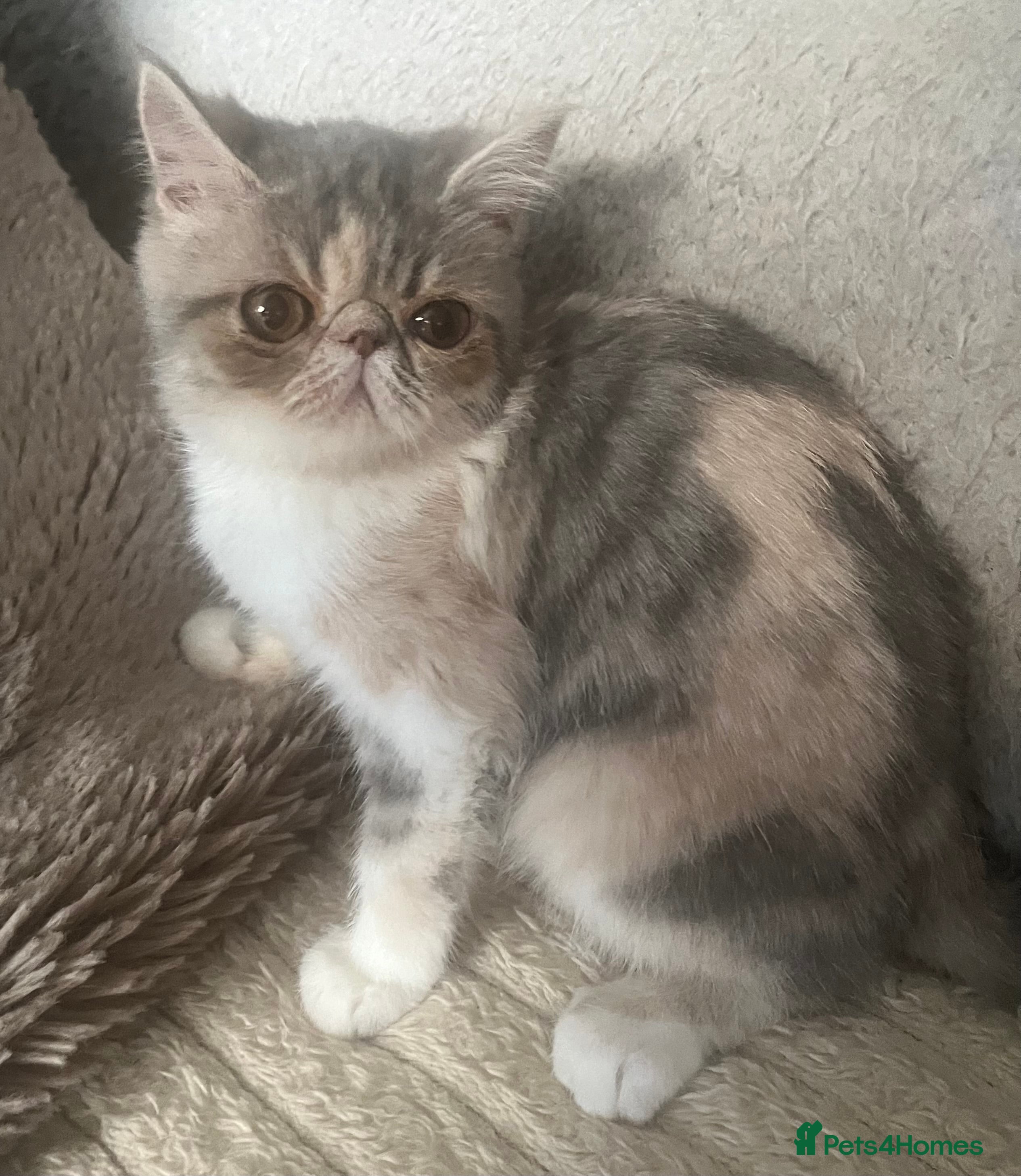 Exotic cats SHOW QUALITY EXOTIC KITTENS  - Advert 5