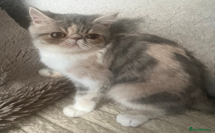 Exotic cats SHOW QUALITY EXOTIC KITTENS  - Advert 15