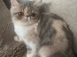 Exotic cats SHOW QUALITY EXOTIC KITTENS - Advert 17