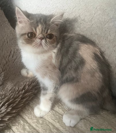 Exotic cats SHOW QUALITY EXOTIC KITTENS - Advert 9