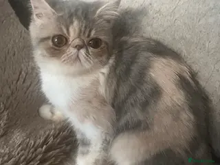 Exotic cats LAST REDUCED SUPERIOR QUALITY EXOTIC FEMALE - Advert 2