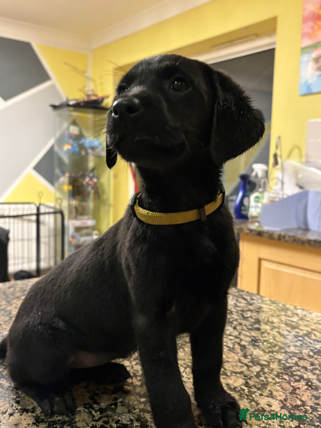 Labrador Retriever dogs for sale: Beautiful black Labrador pups - Advert 1