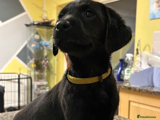 Labrador Retriever dogs for sale: Beautiful black Labrador pups - Advert 1