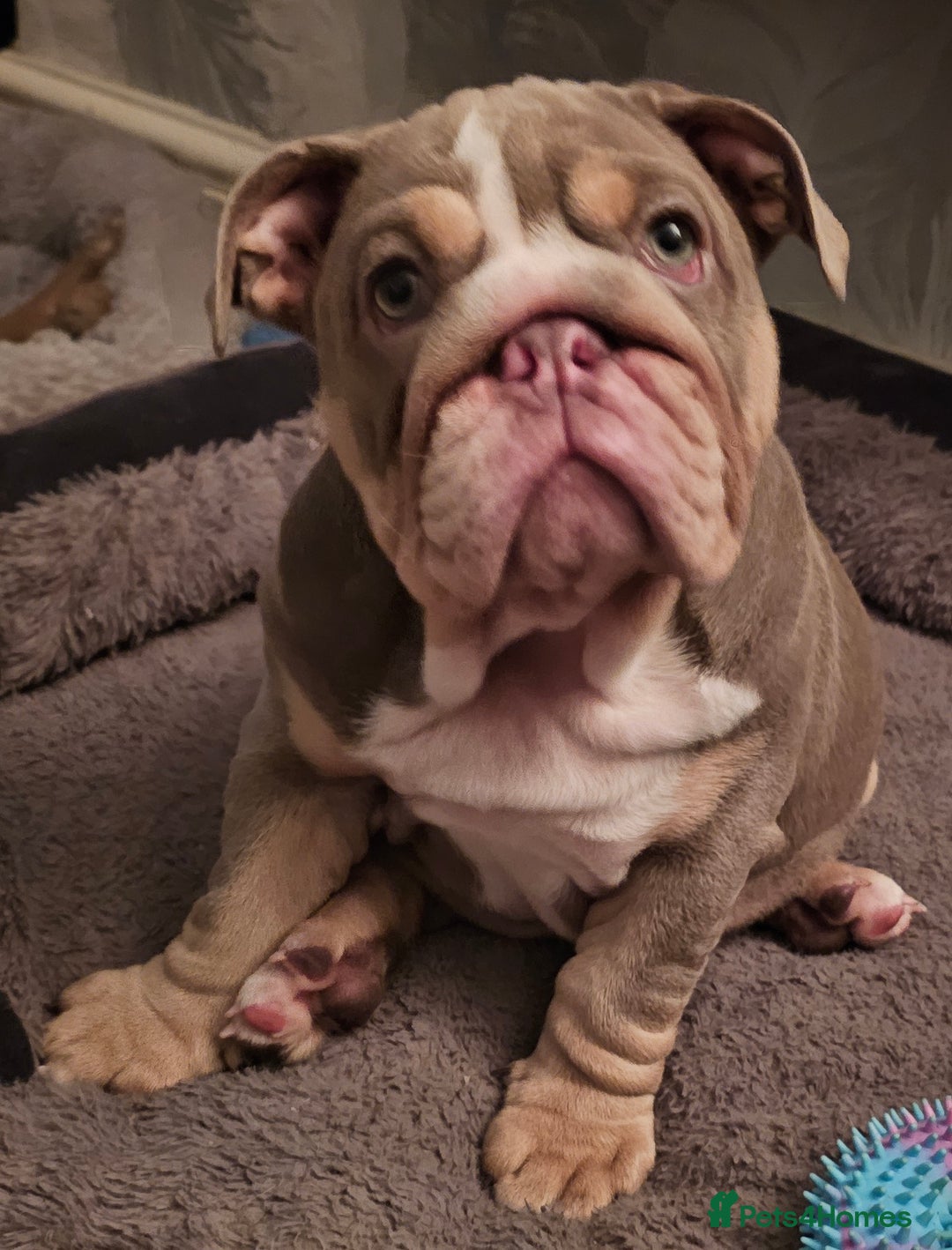 English Bulldog dogs for sale: Final Female English Bulldog available - Image 18