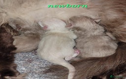 Ragdoll cats for sale: Ragdoll kittens ready end of August  - Image 2