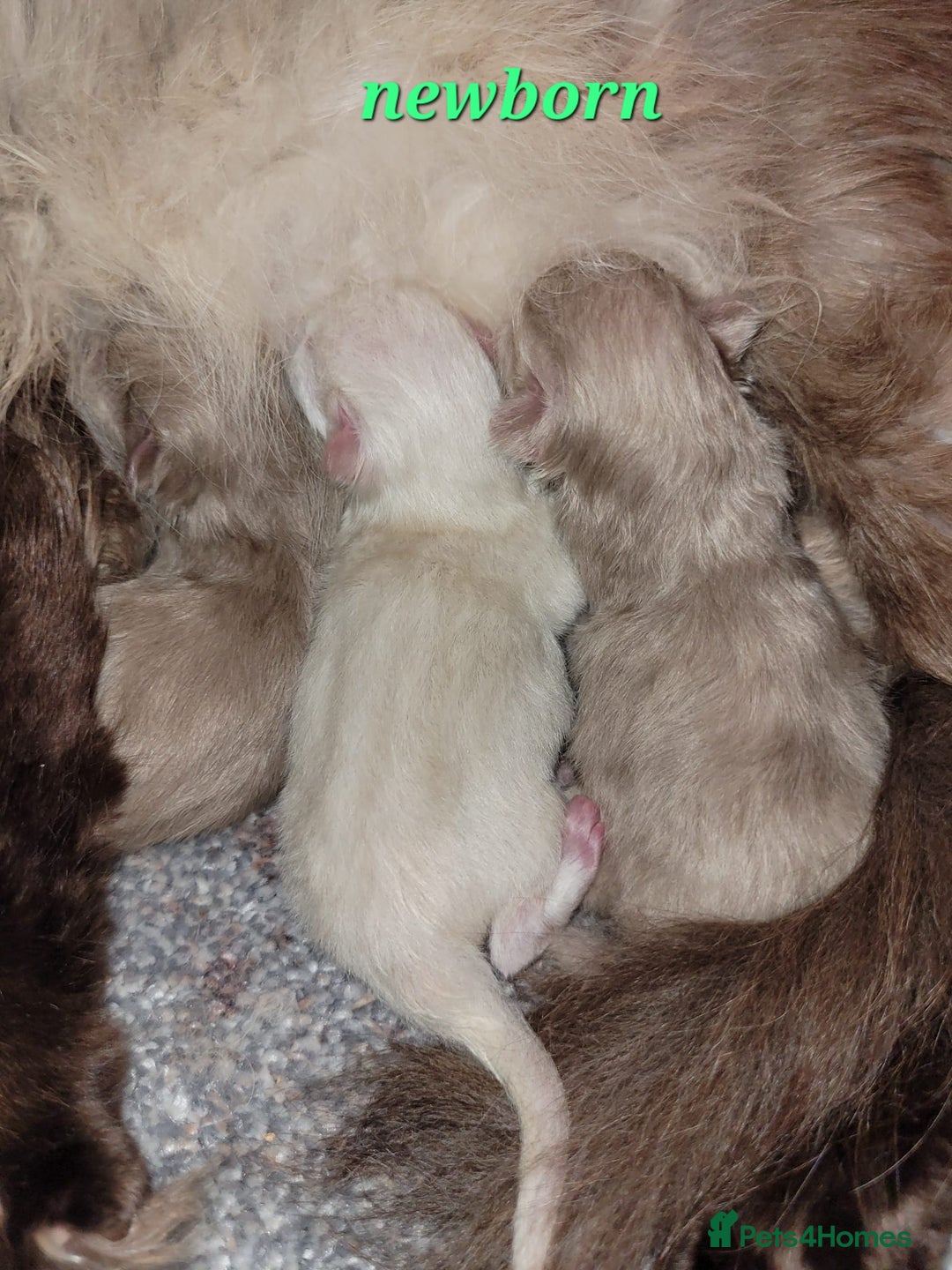 Ragdoll cats for sale: Ragdoll kittens ready end of August  - Image 2