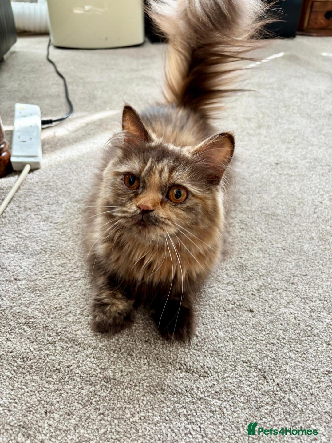 British Longhair cats for sale: British longhair cat for sale - Image 2