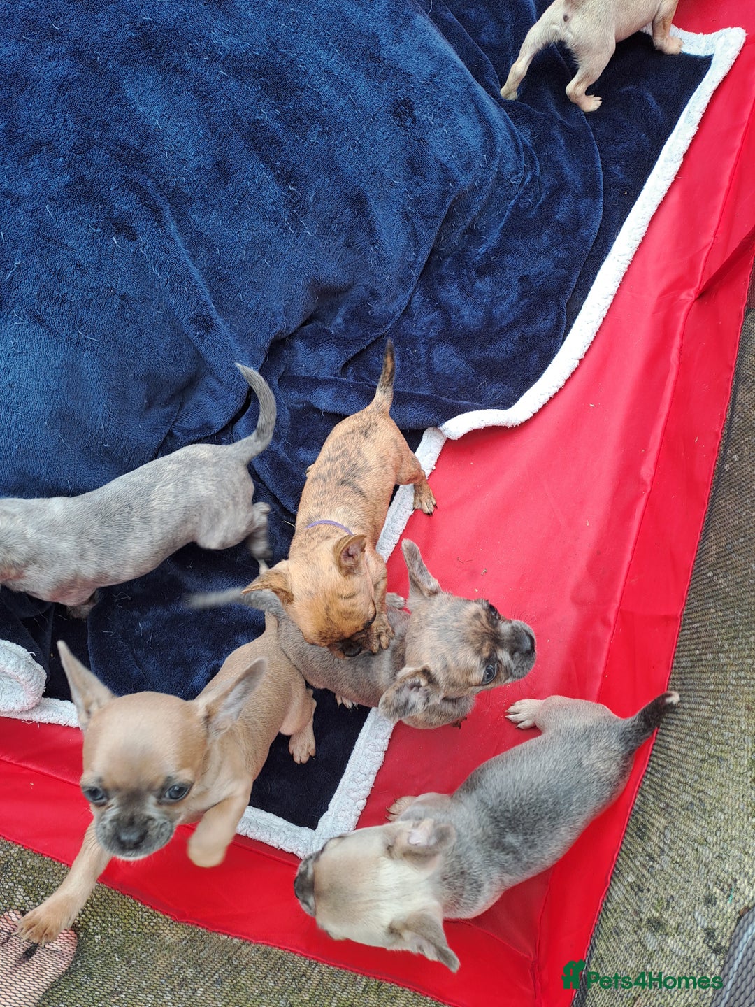 Mixed Breed dogs for sale: Frenchie x chihuahua puppies  - Image 1