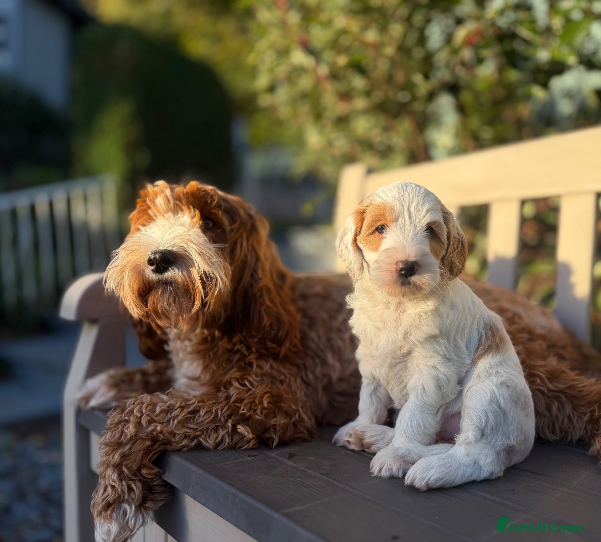 Australian Labradoodle dogs Exceptional Australian Labradoodles One Available - Advert 2