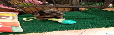 Mixed Breed Puppy 1
